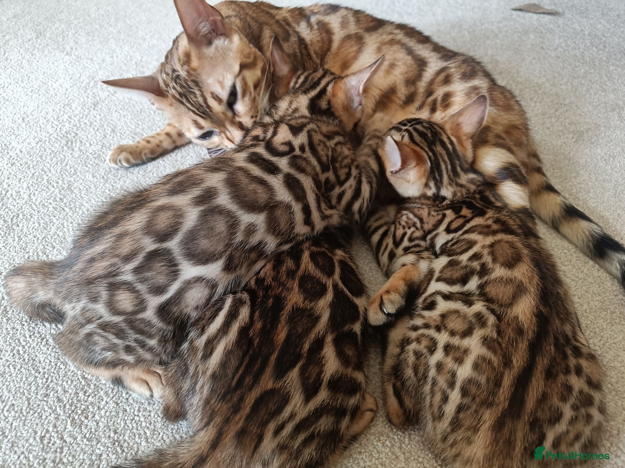 Bengal cats Absolutely beautiful pedigree bengal kittens - Advert 2