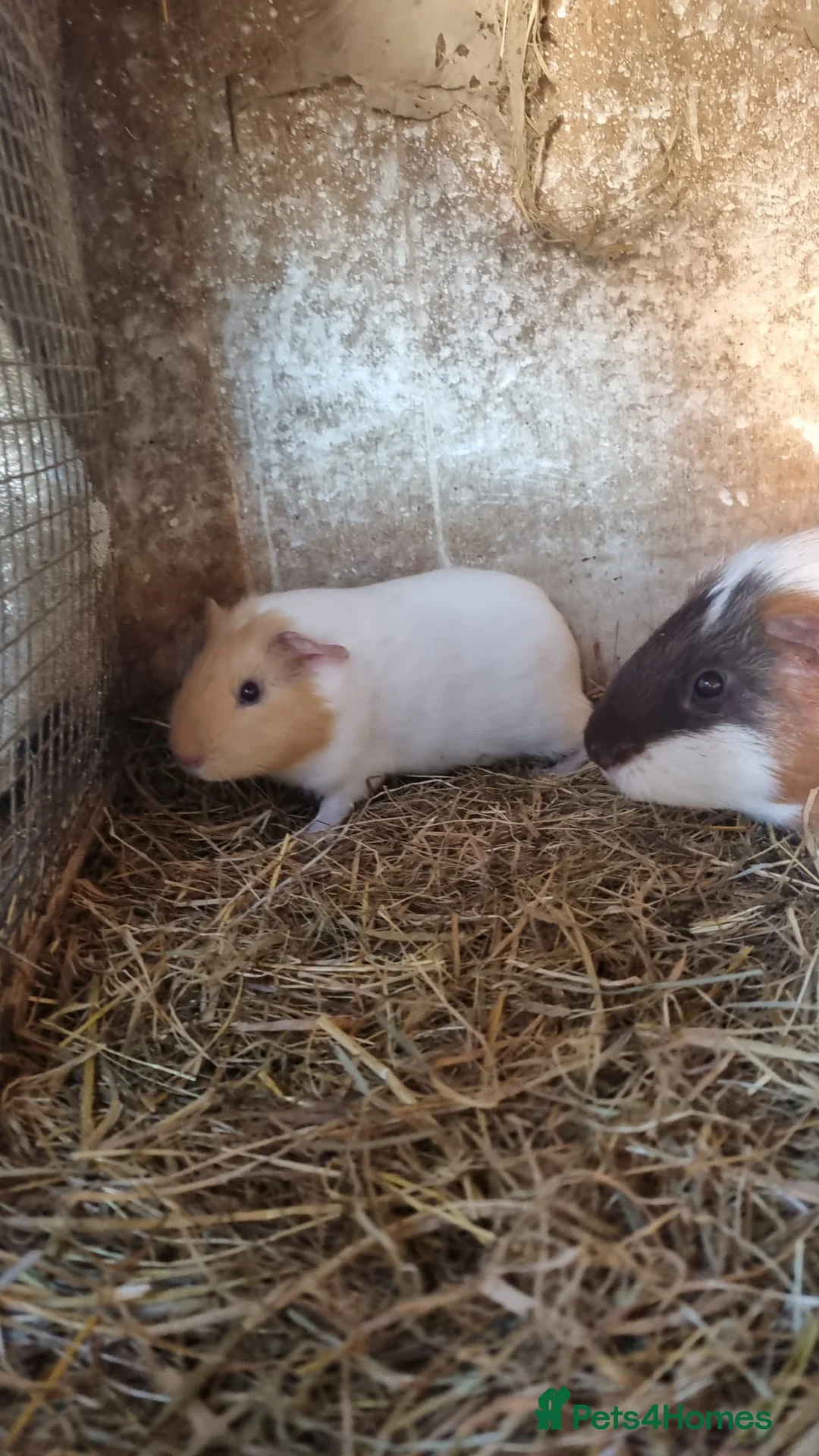 Guinea Pig rodents for sale: 4 young male guineapigs  - Advert 4