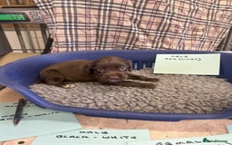 Cocker Spaniel dogs for sale: Two cocker spaniel litters - Image 10