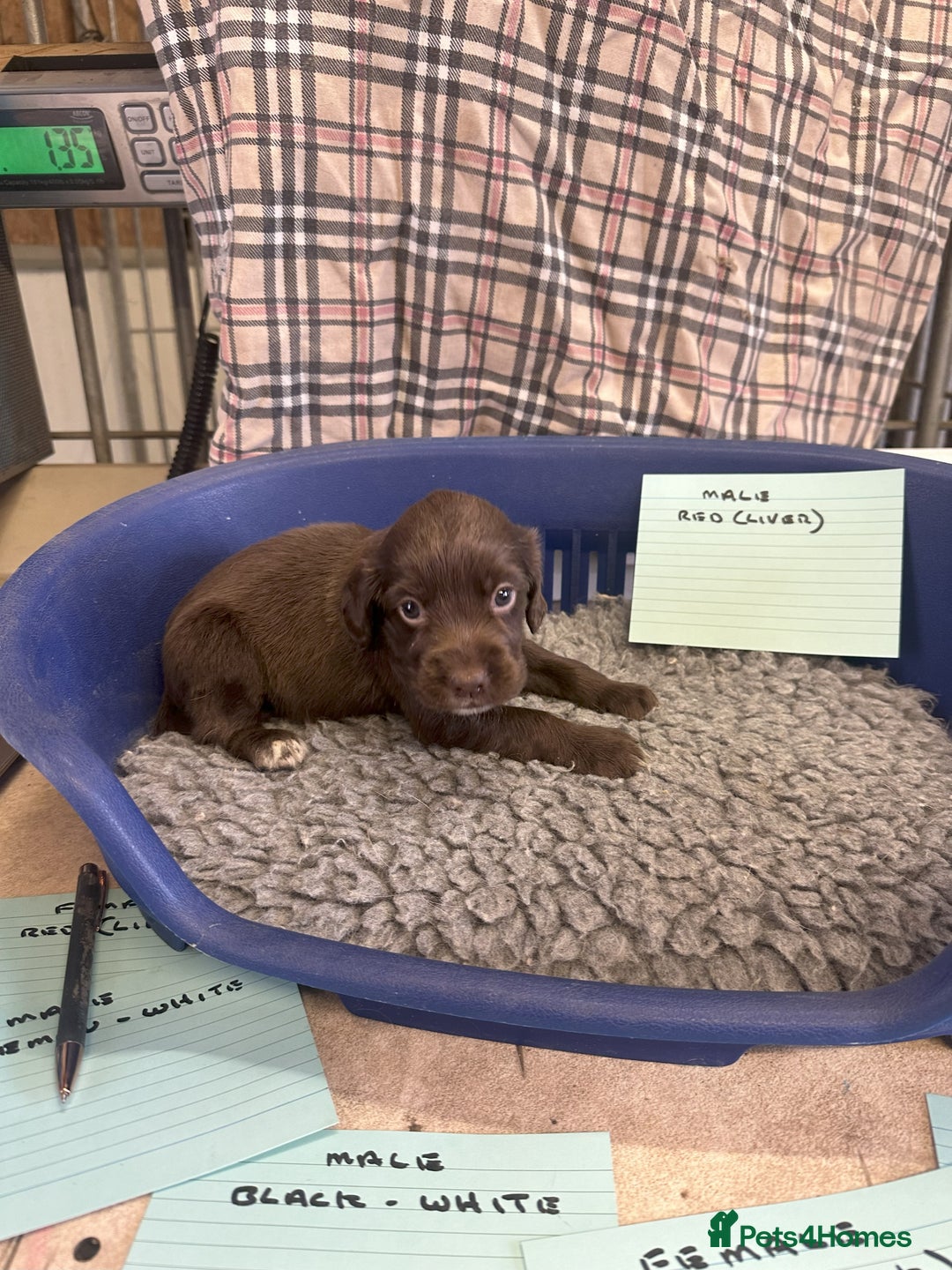 Cocker Spaniel dogs for sale: Two cocker spaniel litters - Image 10