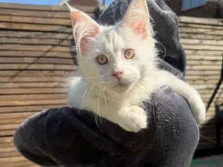Maine Coon cats ** n European Maine coon kittens - Advert 1