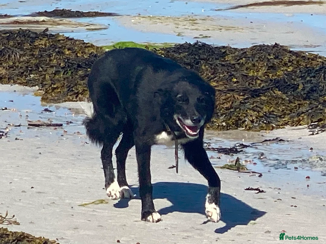 Border Collie dogs for sale: Border Collie bitch - Advert 1