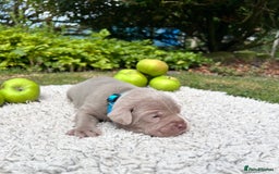Cane Corso dogs for sale: Exceptional litter, Italian Cane Corsos, ICCF Peds - Image 1