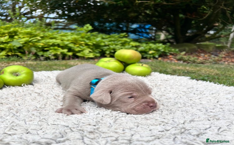 Cane Corso dogs - Advert 10