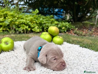 Cane Corso dogs - Advert 18