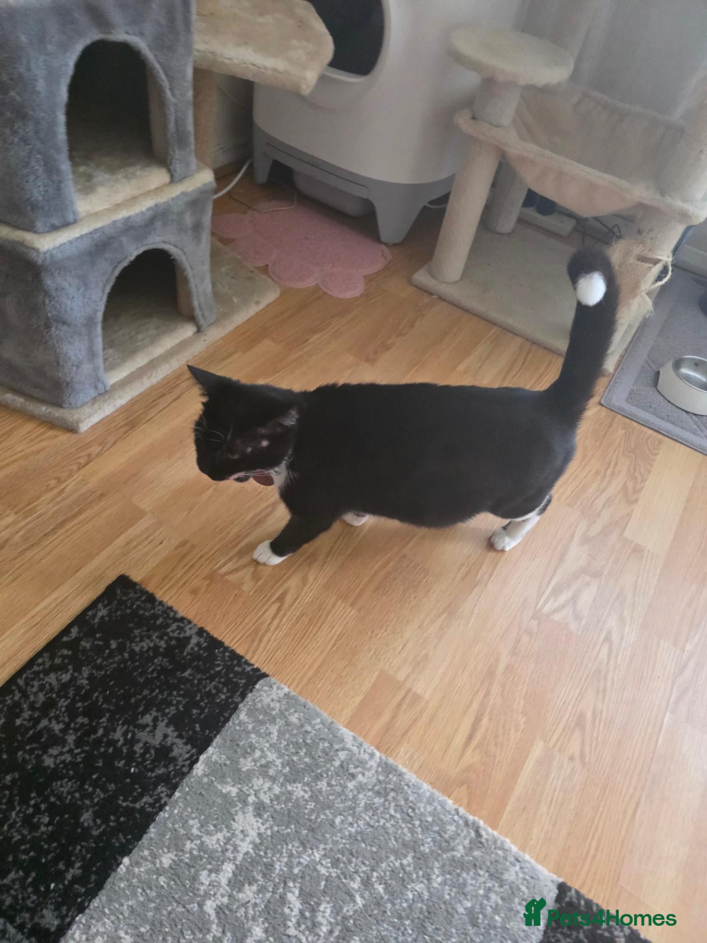 Mixed Breed cats Black kitten  - Advert 4