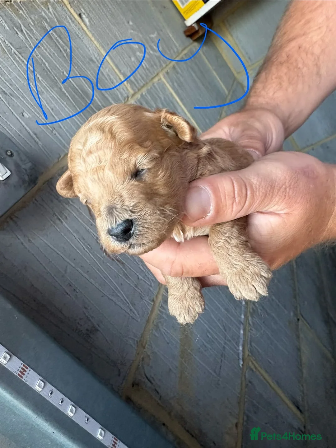 Cavapoo dogs for sale: Cavanpoo puppies  - Advert 8