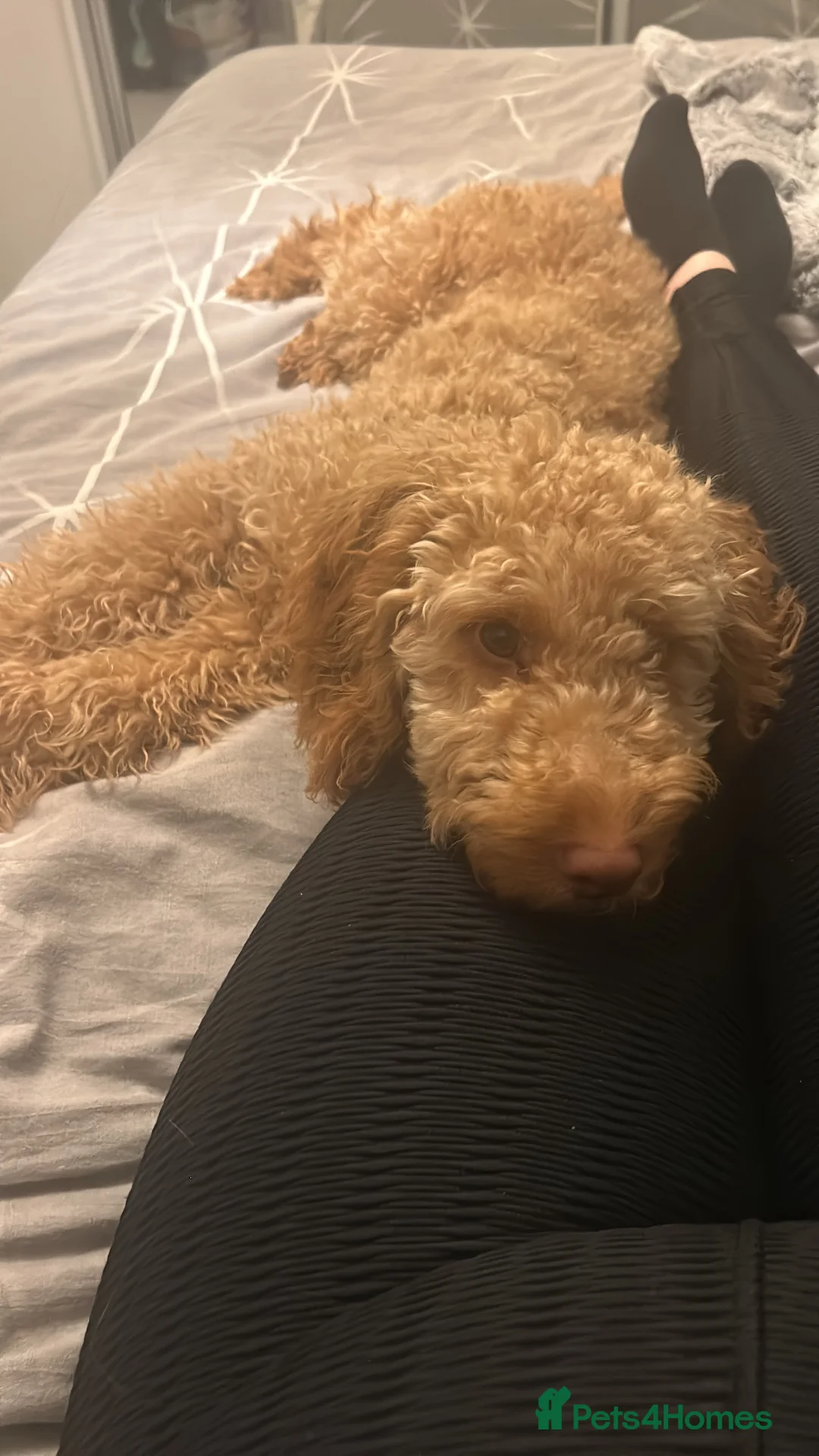 Cockapoo dogs for sale: Male Cockapoo - Rehoming - Advert 8