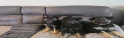 German Shepherd dogs for sale: Lovely litter of GSD puppies  - Advert 1