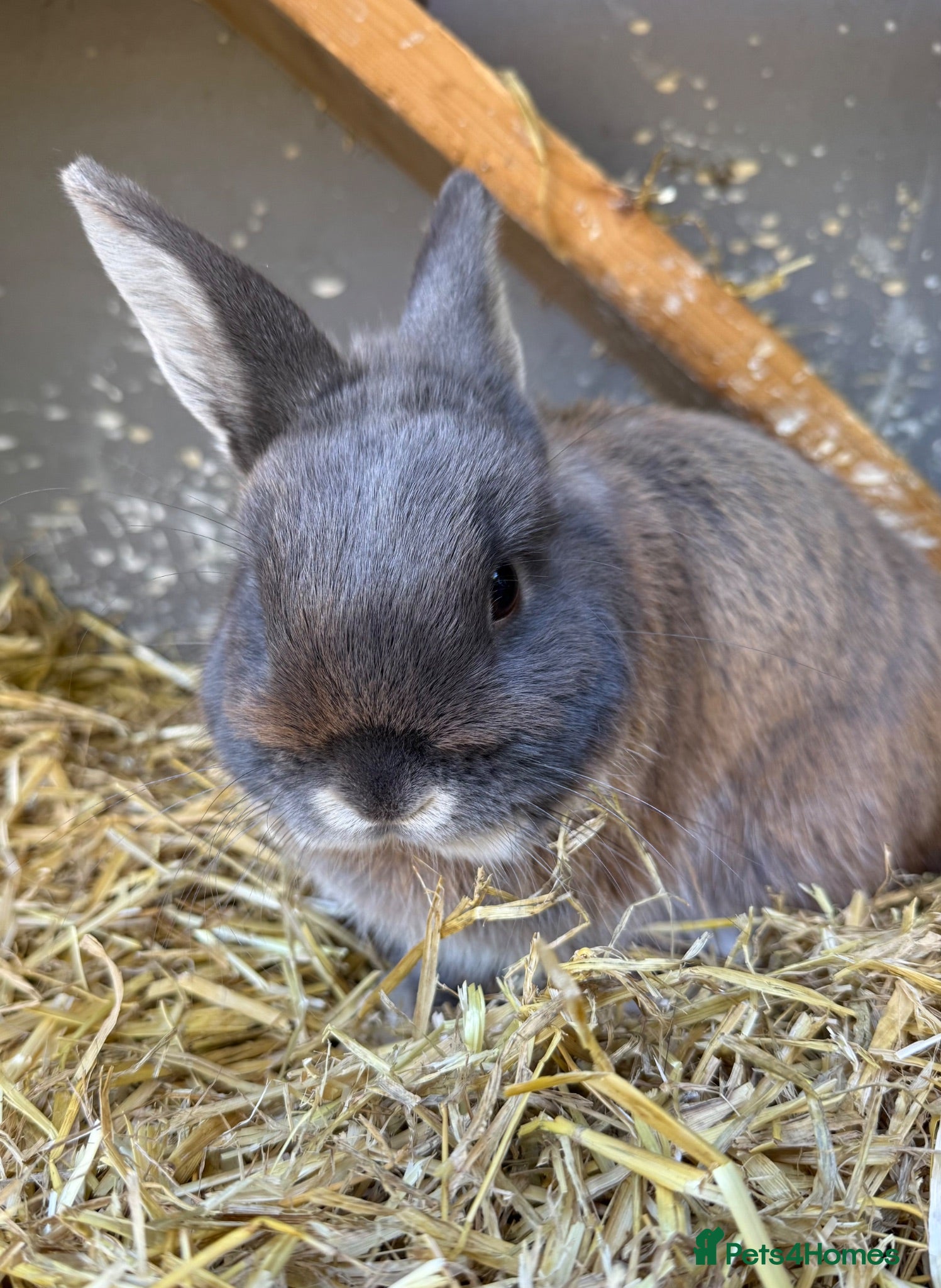 Mixed Breed rabbits Male rabbit  - Advert 2