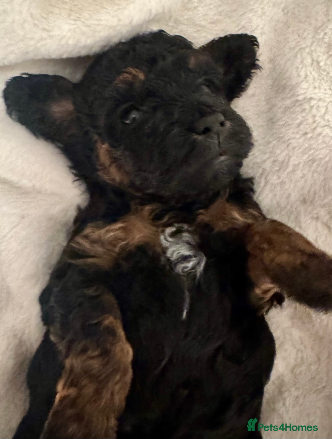 Toy Poodle dogs for sale: One Kc phantom toy poodle left- ready now!  - Advert 21