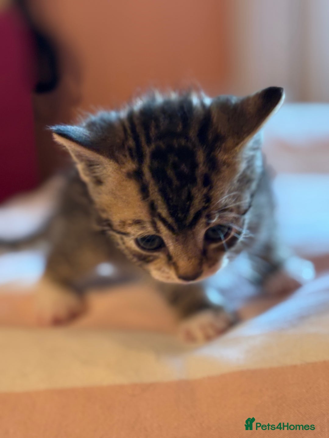 Mixed Breed cats for sale: Beautiful happy kittens ready for forever homes - Image 6