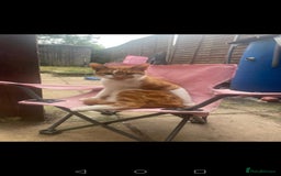 Mixed Breed cats for sale: Ginger neutered males for new home - Image 2