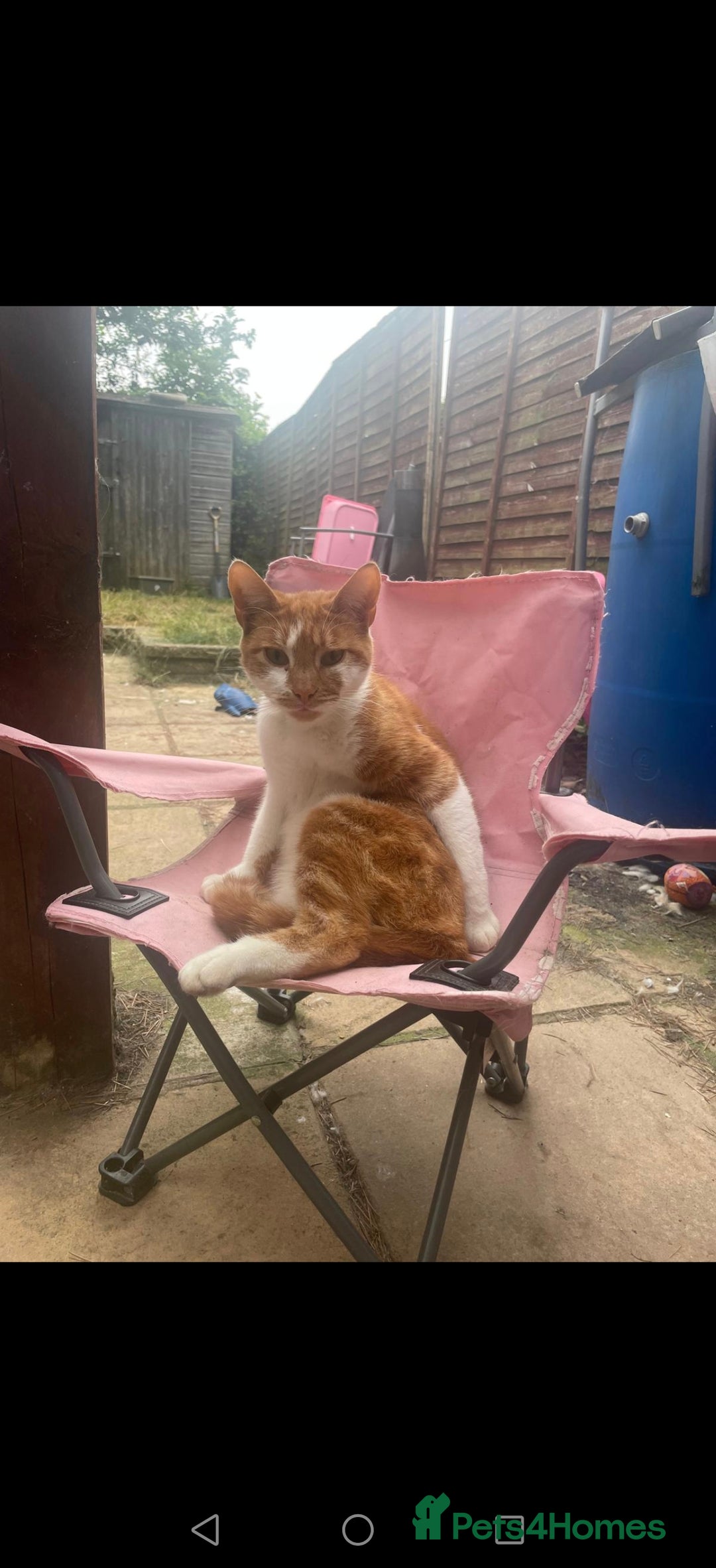 Mixed Breed cats for sale: Ginger neutered males for new home - Image 2