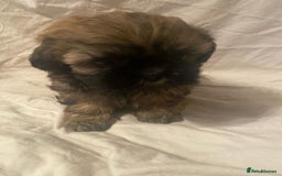 Shih Tzu dogs for sale: Stunning shih tzu puppies - Image 9