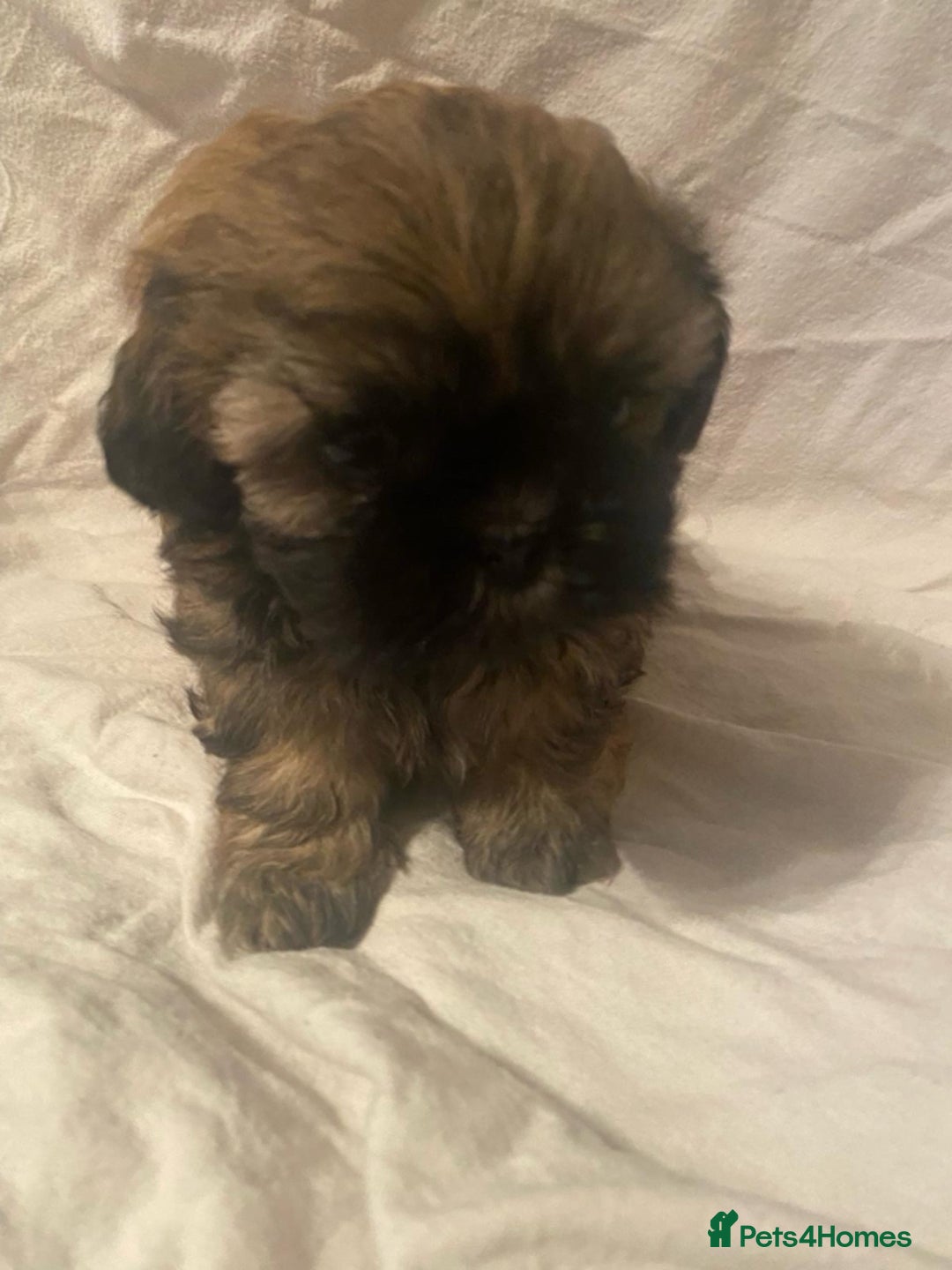 Shih Tzu dogs for sale: Stunning shih tzu puppies - Image 9
