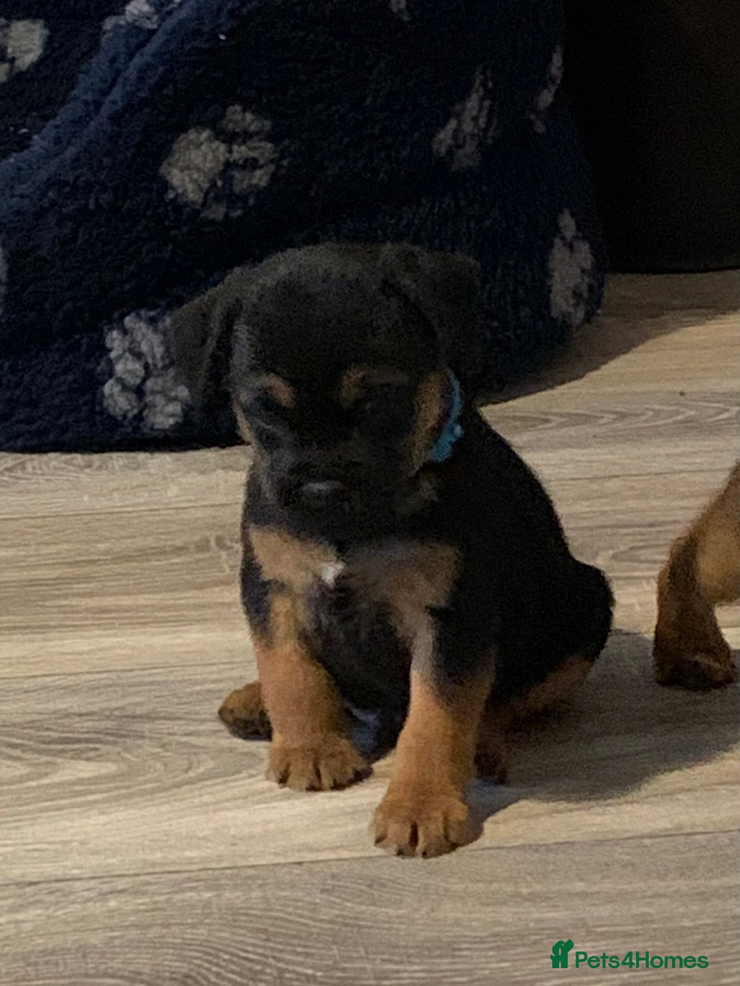 Border Terrier dogs for sale: Healthy Companions KC registered  - Advert 25