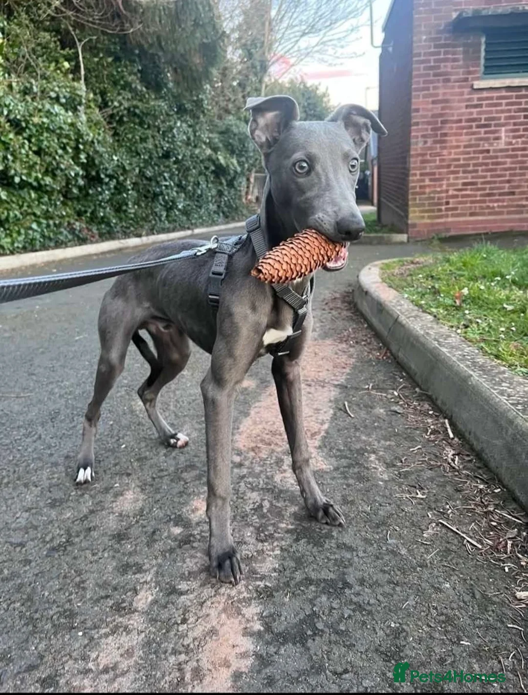 Whippet dogs for sale: Blue male whippet  - Advert 5