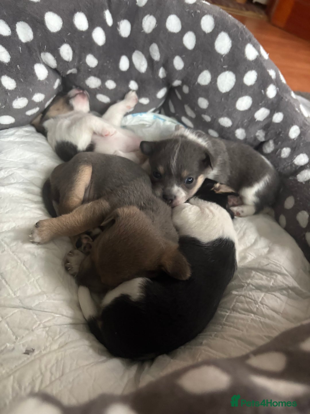 Pomchi dogs for sale: Pomchi x Jackchi puppies  - Image 4