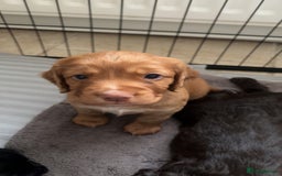 Cocker Spaniel dogs for sale: KC Registered Working Cocker Spaniel Puppies - Image 4