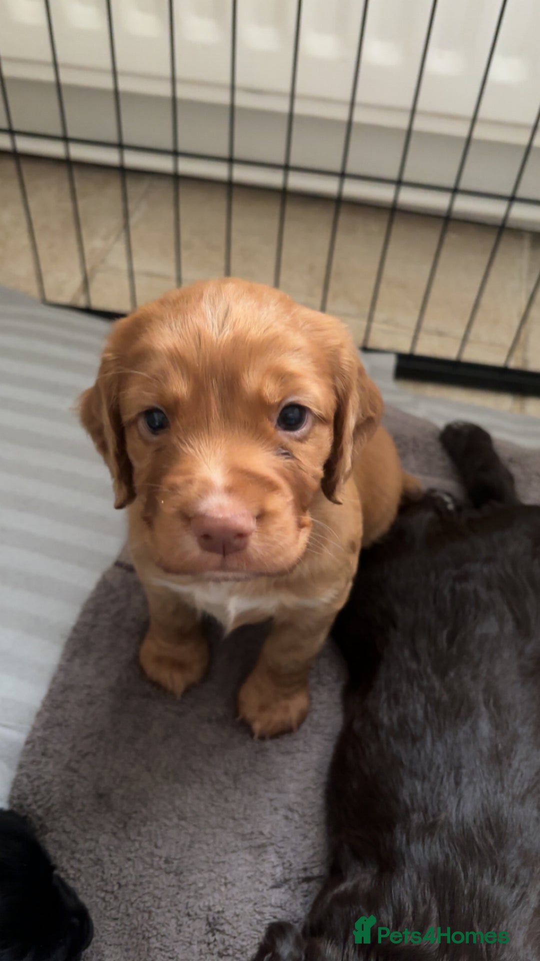 Cocker Spaniel dogs for sale: KC Registered Working Cocker Spaniel Puppies - Image 4