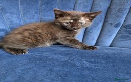 Mixed Breed cats for sale: Playful female kitten looking for permanent home - Image 2