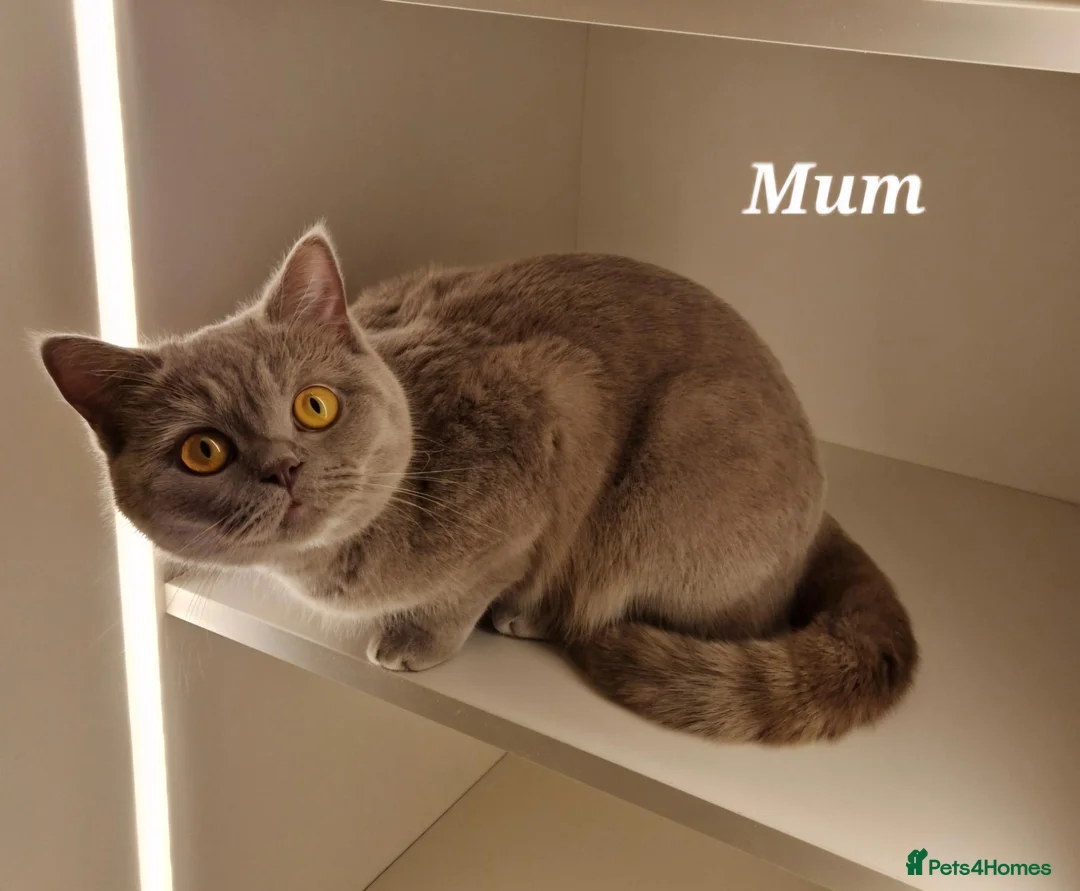 Mixed Breed cats for sale: Two sweet girls looking for their loving home in Grays - Advert 12