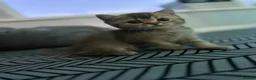 British Shorthair cats for sale: Rare blue golden  - Advert 5