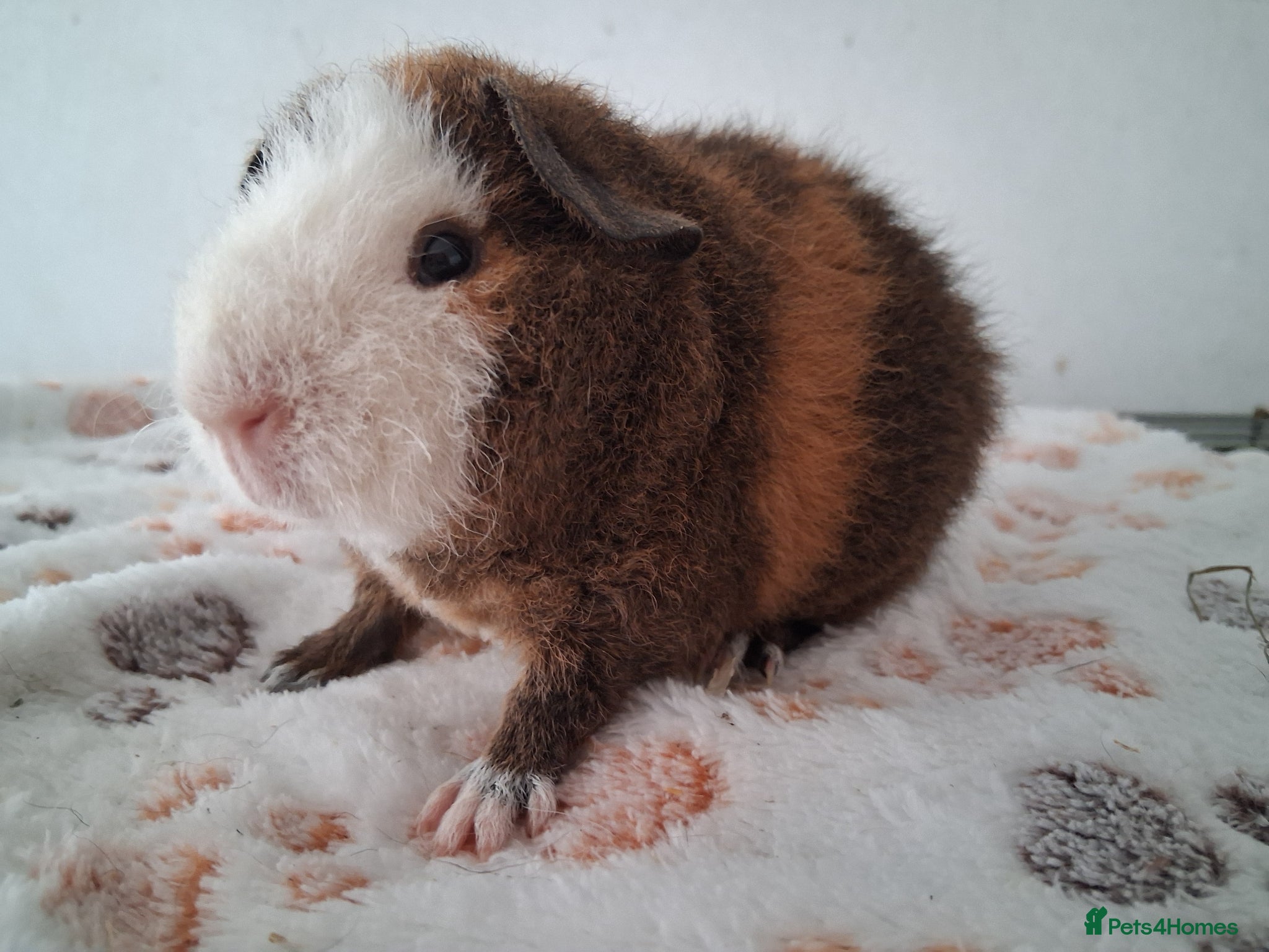 Guinea Pig rodents Teddy babies - Advert 1
