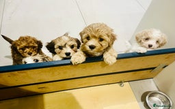 Cavapoochon dogs for sale: 6 beautiful Cavapoochons for sale. Wilmslow. - Image 27