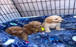 Cockapoo dogs for sale: 8 weeks old beautiful Cockapoo puppies  - Image 15