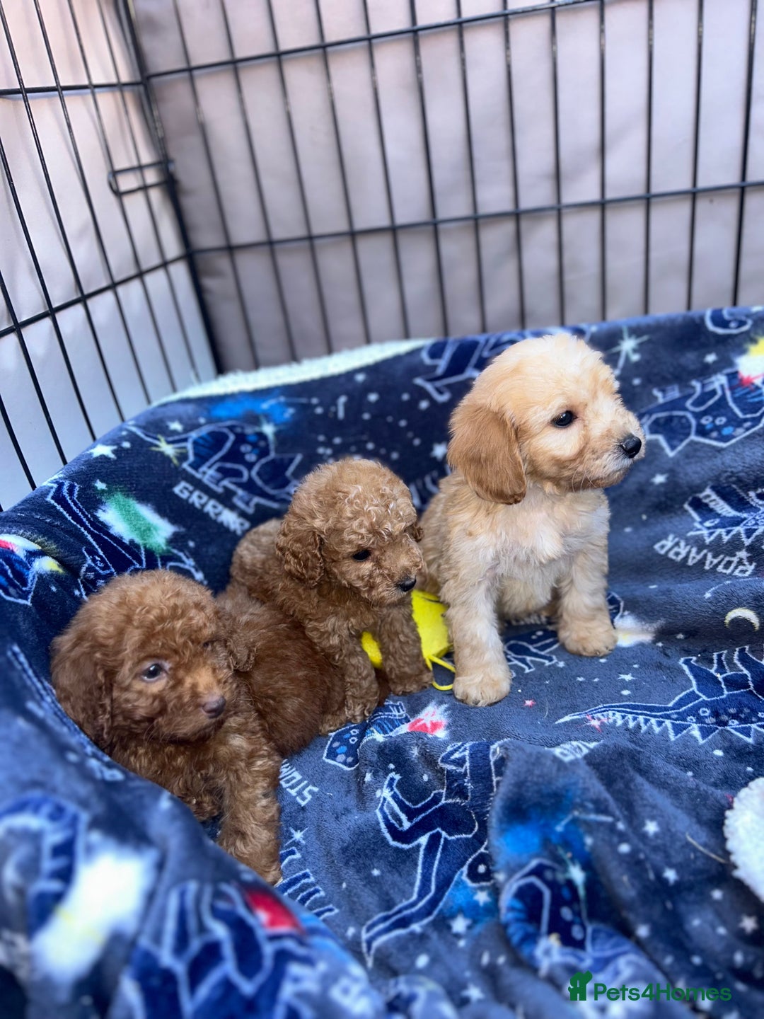 Cockapoo dogs for sale: 8 weeks old beautiful Cockapoo puppies  - Image 15