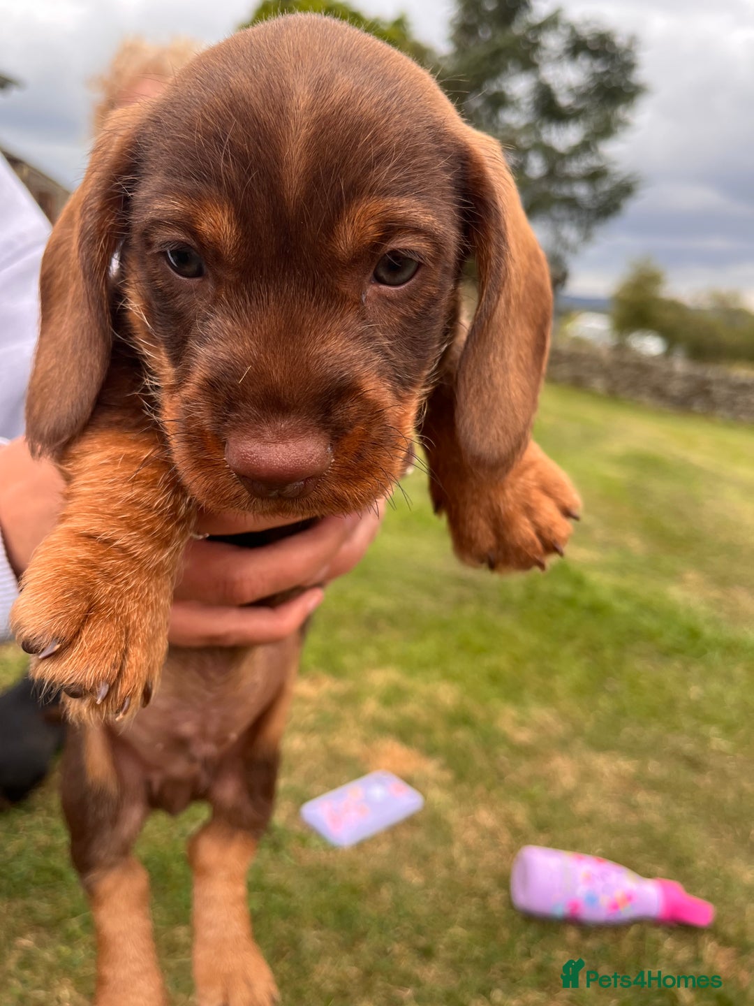 Dachshund dogs for sale: Wire haired dachshund puppies - Image 19