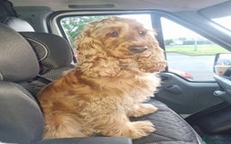 Cocker Spaniel dogs for sale: Delightful Litter Of Show Type Cocker Spaniels - Advert 1