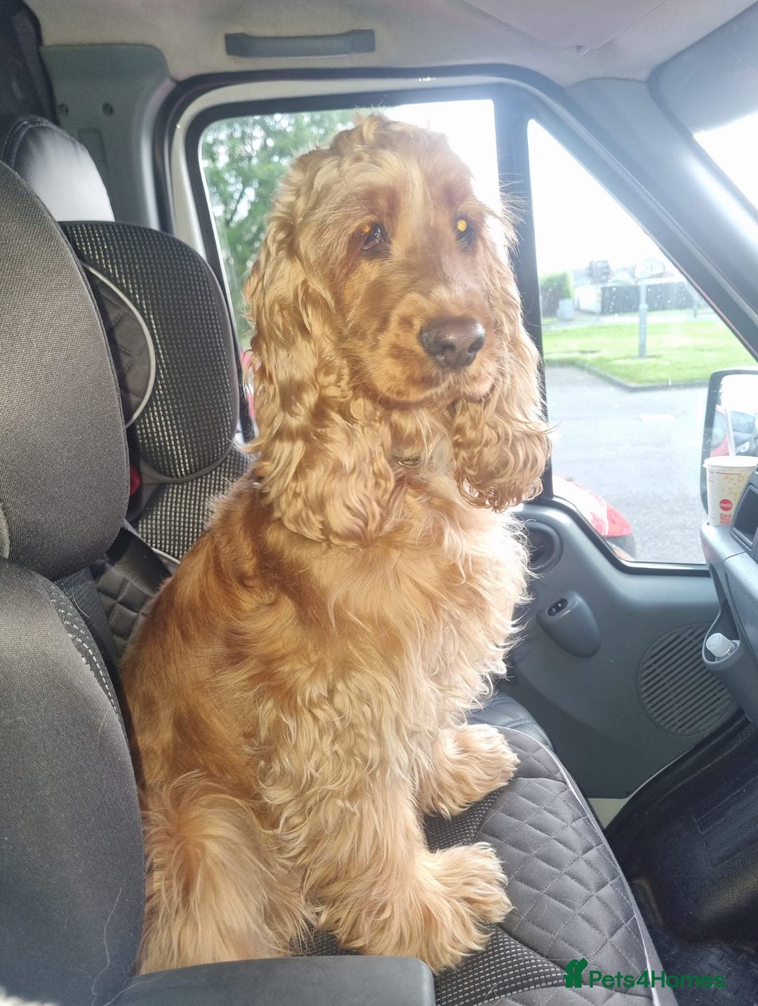 Cocker Spaniel dogs for sale: Delightful Litter Of Show Type Cocker Spaniels - Advert 1