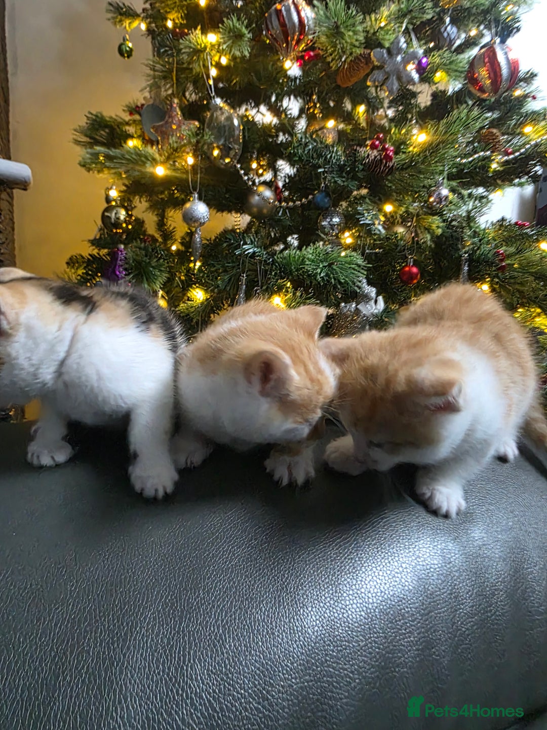 Mixed Breed cats for sale: Beautifull Kittens ready to go  - Advert 24