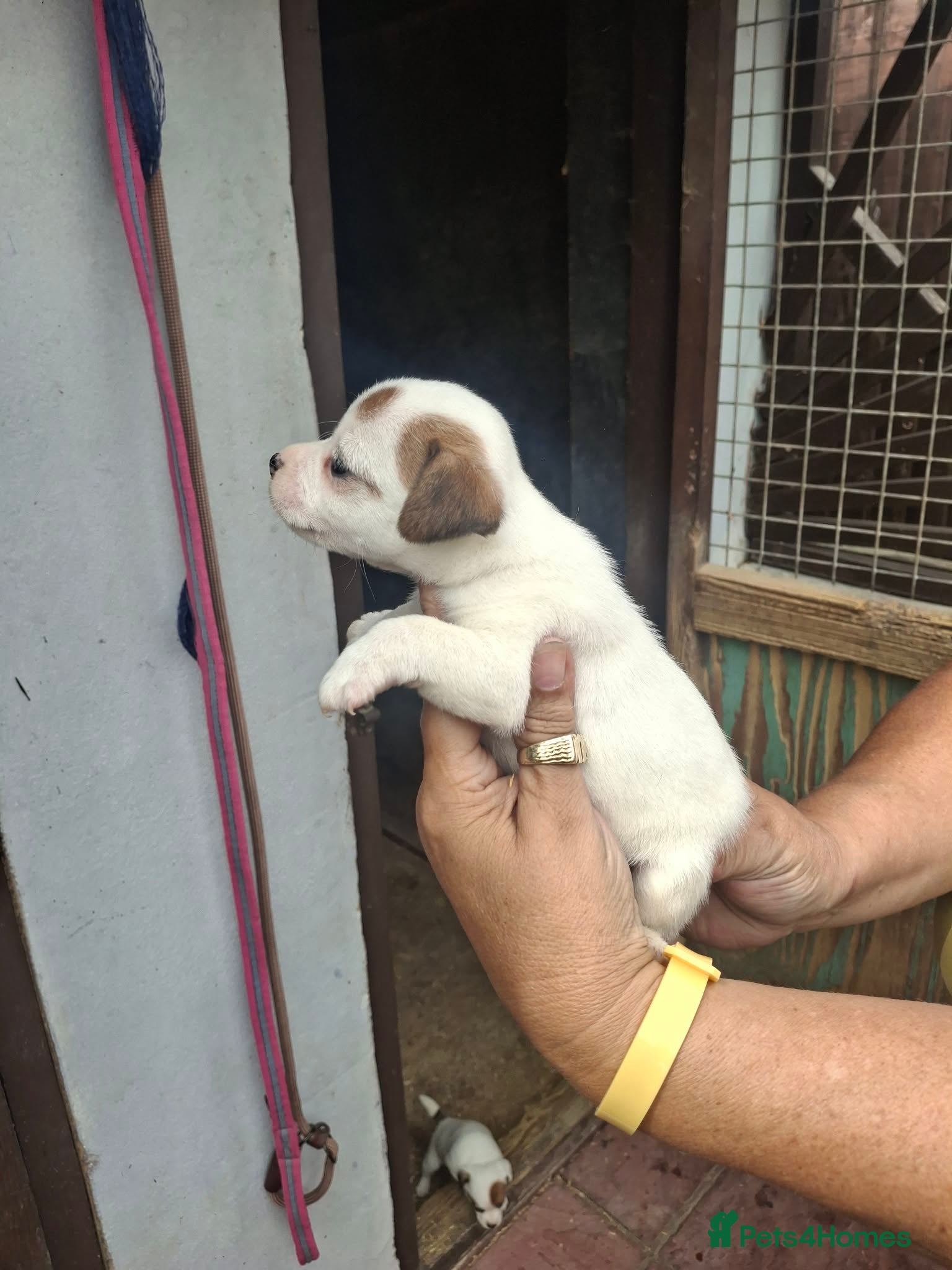 Jack Russell dogs for sale: Jack Russell puppys in Enfield - Advert 11