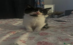 Mixed Breed cats for sale: Adorable Ragdoll/Domestic Kittens - Image 8