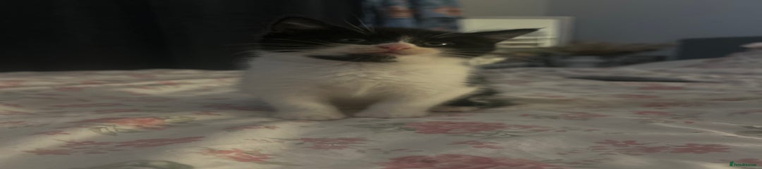 Mixed Breed Kitten 3