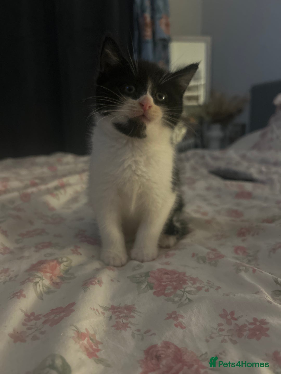 Mixed Breed cats for sale: Adorable Ragdoll/Domestic Kittens - Image 8