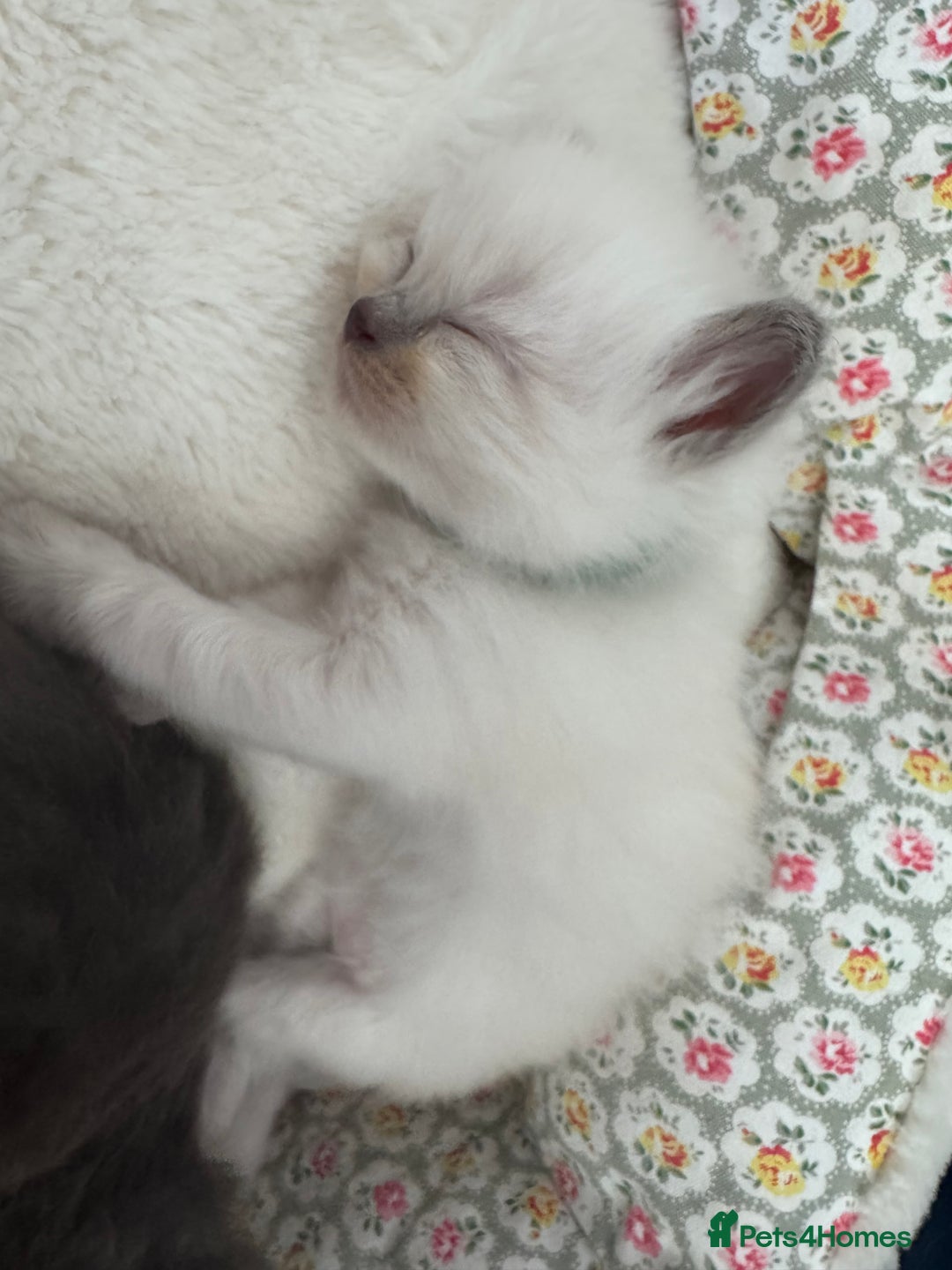 Ragdoll cats for sale: Ragdoll X British Blue beauties - Advert 6