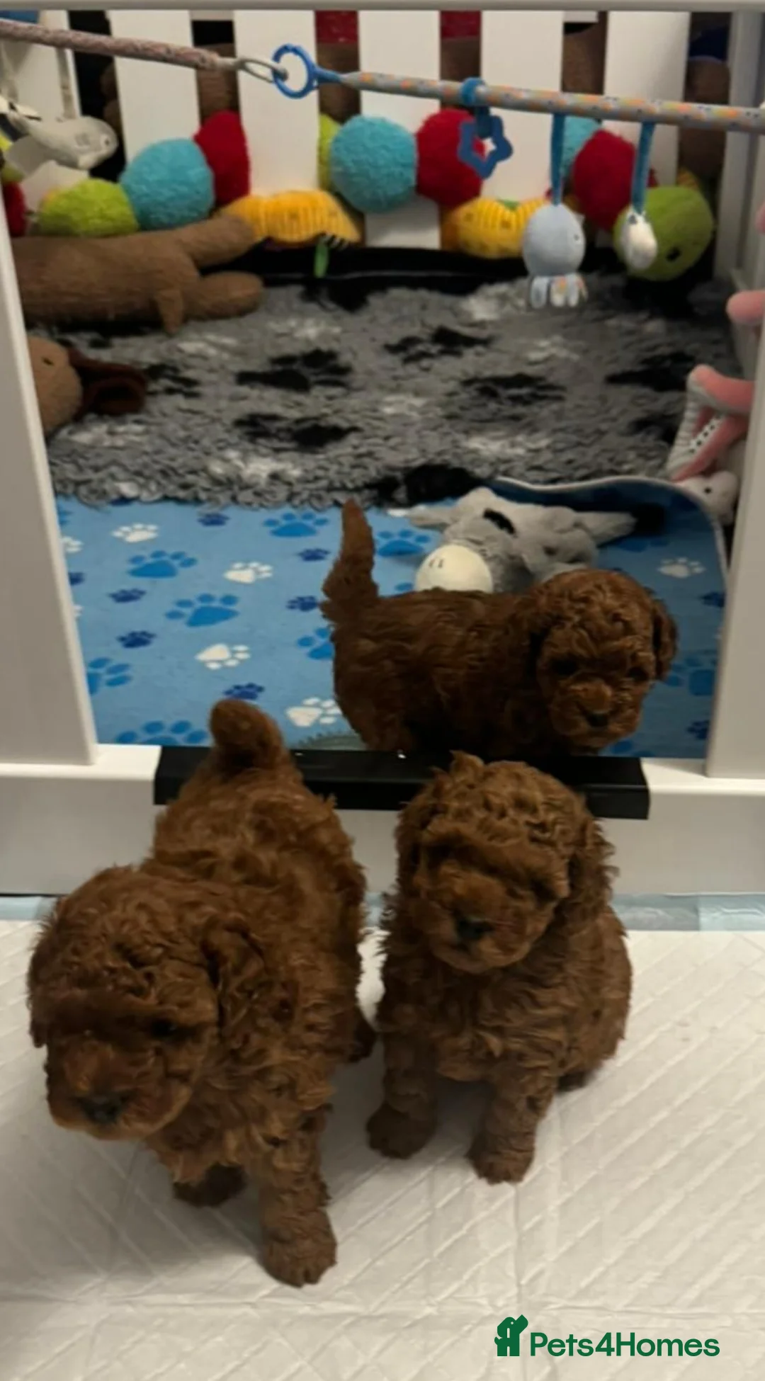 Toy Poodle dogs for stud: *Red Toy Stud Dog, KC Reg'd & DNA Tested Clear* in Leyland - Advert 6