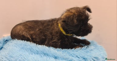 Cairn Terrier dogs - Advert 1