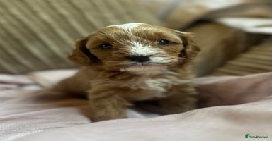 Cavapoo dogs - Advert 3