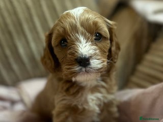 Cavapoo dogs - Advert 3