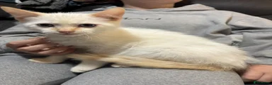 Ragdoll 2
