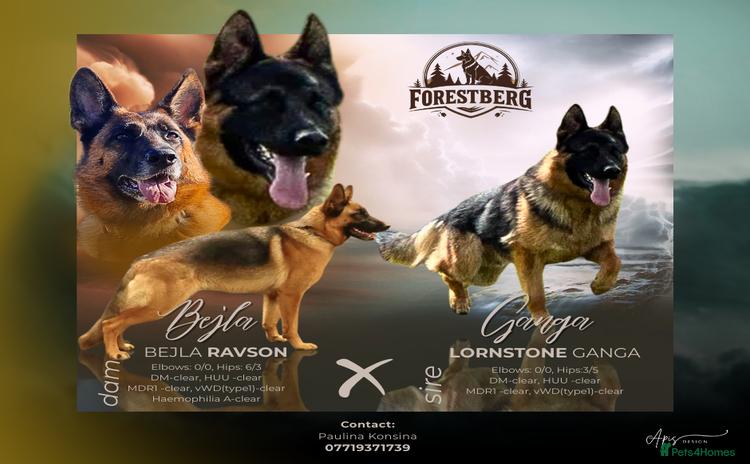 German Shepherd dogs - Advert 1