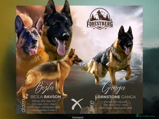 German Shepherd dogs - Advert 10