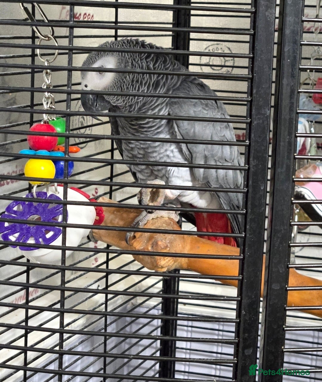 Parrots birds African Grey Parrot  - Advert 2