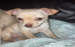 Chihuahua dogs for sale: Female Chihuahua puppy  - Image 3